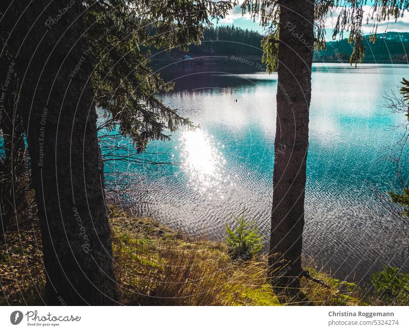 Immergrüne Bäume an einem sonnigen Tag an einem See Der Natur nahe Herbst im Freien Nachlauf Wanderung Abenteuer reisen Tourismus Bäume am Horizont Konifere