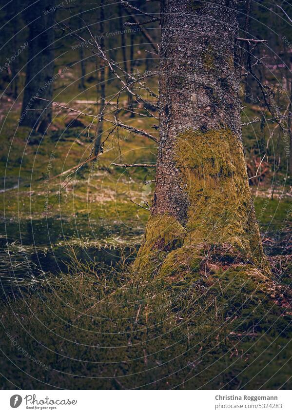 Moosbewachsener Baum im Schwarzwald Kiefer Kiefern alter Baum moosbedeckt moosgrün Bäume Baumrinde Niederlassungen Ast Geäst Zweig Zweige u. Äste Feldberg