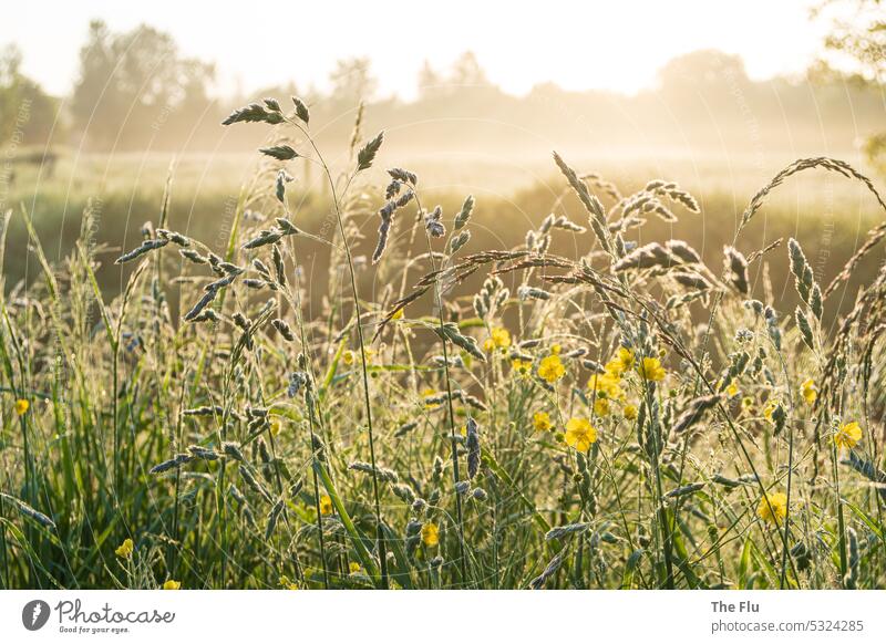 Morgentau Sonnenaufgang Sonnenstrahlen Sonnenlicht Morgendämmerung Sonnenuntergang Menschenleer Gegenlicht Nebel Schönes Wetter Lichterscheinung Außenaufnahme