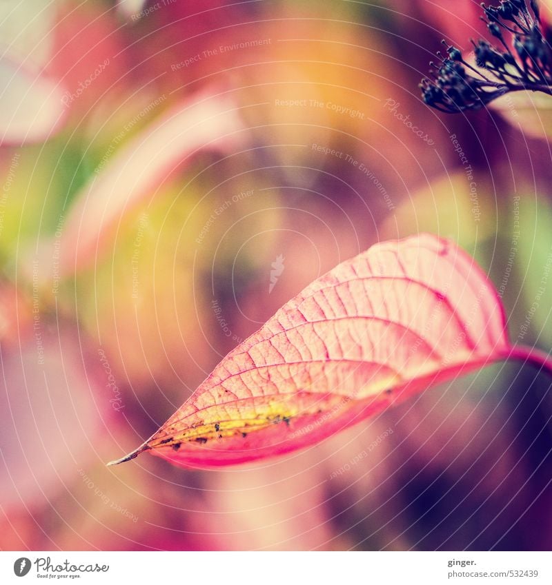 Herbstkontraste Natur Pflanze Schönes Wetter Sträucher Blatt Blüte gelb grün rot schwarz Jahreszeiten Blattadern Ende Farbverlauf Herbstfärbung Tod Farbfoto