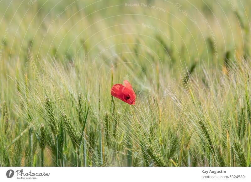 Mohnblüte im Gerstenfeld Klatschmohn Papaver rhoeas Mohnblume Hordeum vulgare Kulturgerste Süßgräser Poaceae Klatschrose Blütezeit Getreidefeld Landwirtschaft