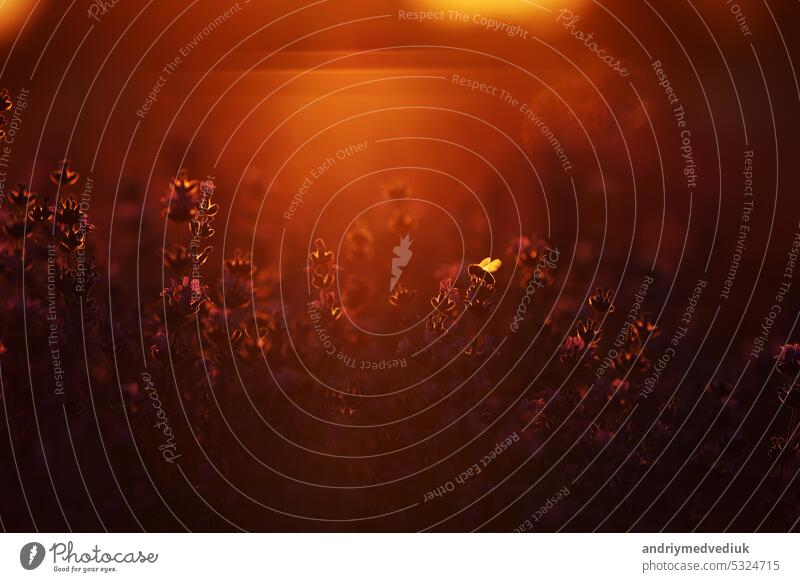 Nahaufnahme von Sträuchern Lavendel blühenden duftenden Felder auf Sonnenuntergang. Lavendel lila aromatischen Blüten auf Lavendelfeldern der französischen Provence in der Nähe von Paris.