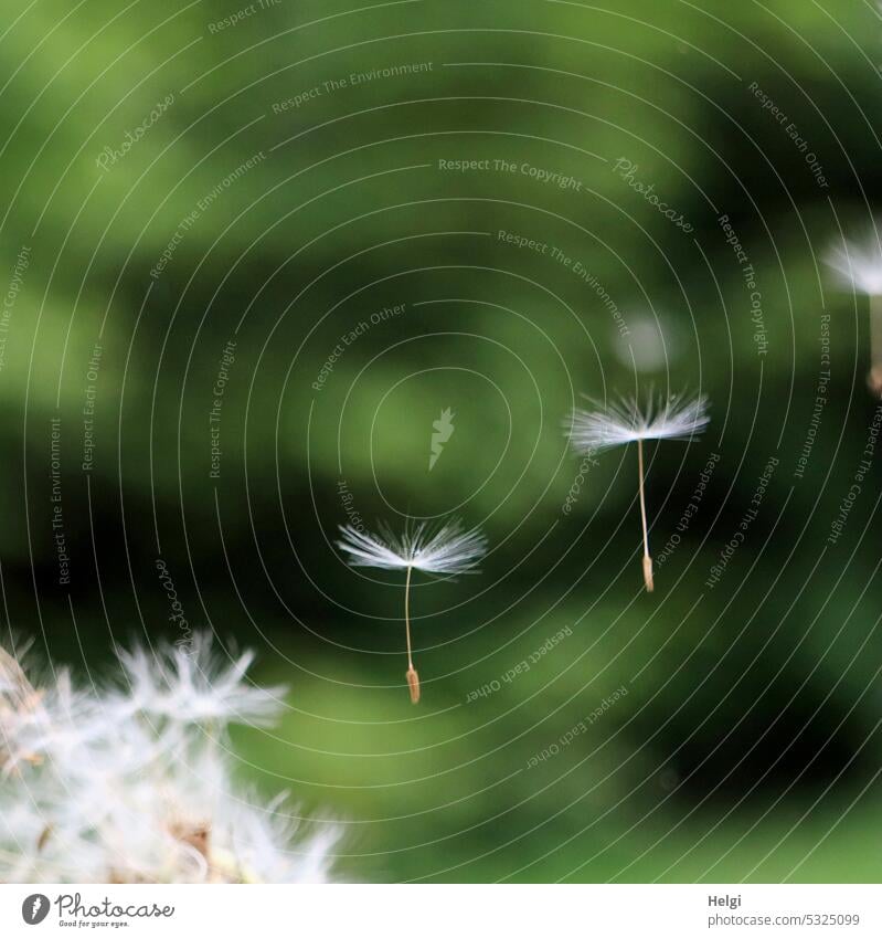 zwei Löwenzahnsamen im freien Flug vor dunkelgrünem Hintergrund Samen Samenstand Pusteblume Schirmchen fliegen Pflanze Natur Frühling Schwache Tiefenschärfe