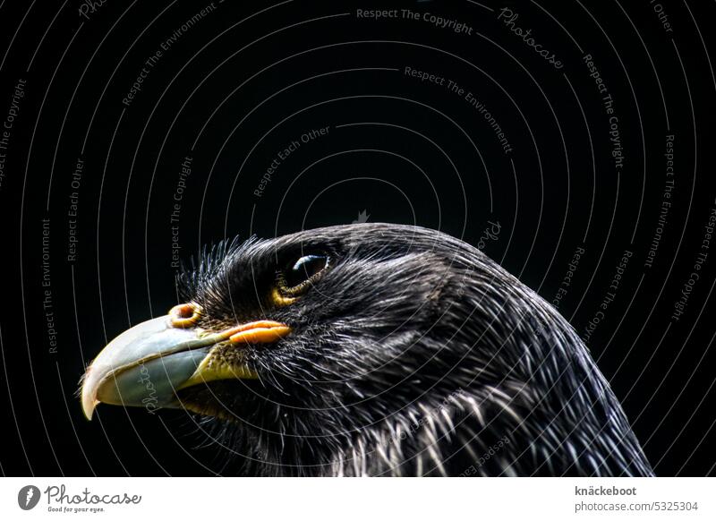 falklandkarakara Greifvogel Vogel Schnabel Blick Feder Stolz Auge schön Wildtier Ornithologie Tier Zoo erhaben Tierporträt Tiergesicht