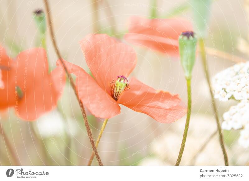 rote blühende Mohnblumen Feld Sommer Pflanze Außenaufnahme Farbfoto Wiese Menschenleer Wildpflanze Mohnfeld Umwelt Landschaft Frühling schön wunderschön Natur