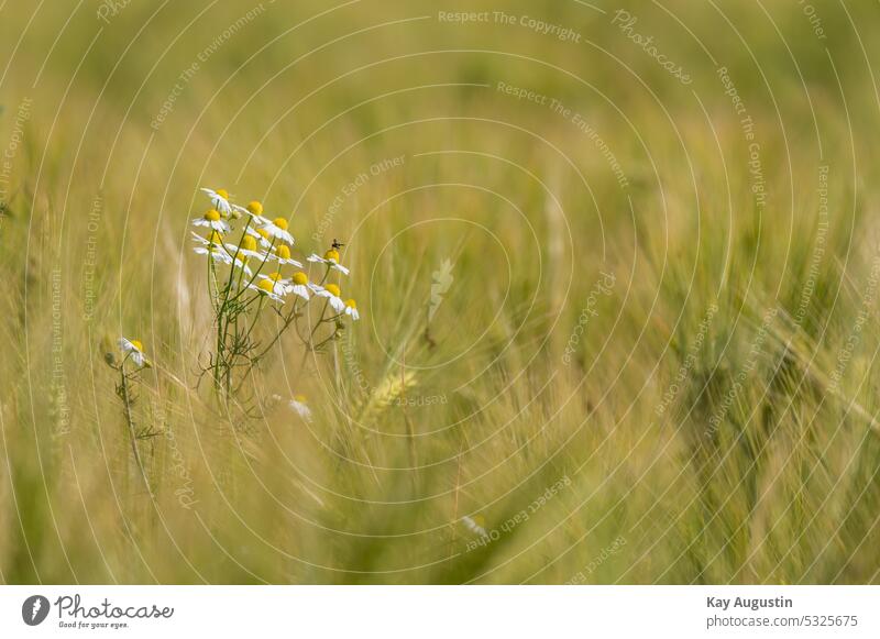 Echte Kamille im Gerstenfeld Matricaria chamomilla Korbblütler Asteráceae Habitus Hordeum vulgare Kulturgerste Süßgräser Poaceae Blütezeit Getreidefeld