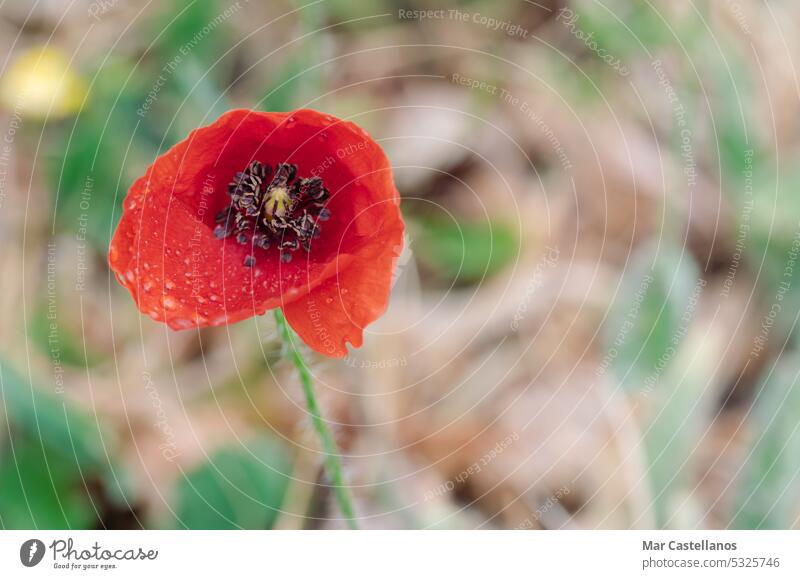 Rote Mohnblume mit Wassertropfen auf den Blütenblättern im Garten. Blütenblatt Blume Flora Blütezeit Natur Frühling Pflanze geblümt Feld Überstrahlung