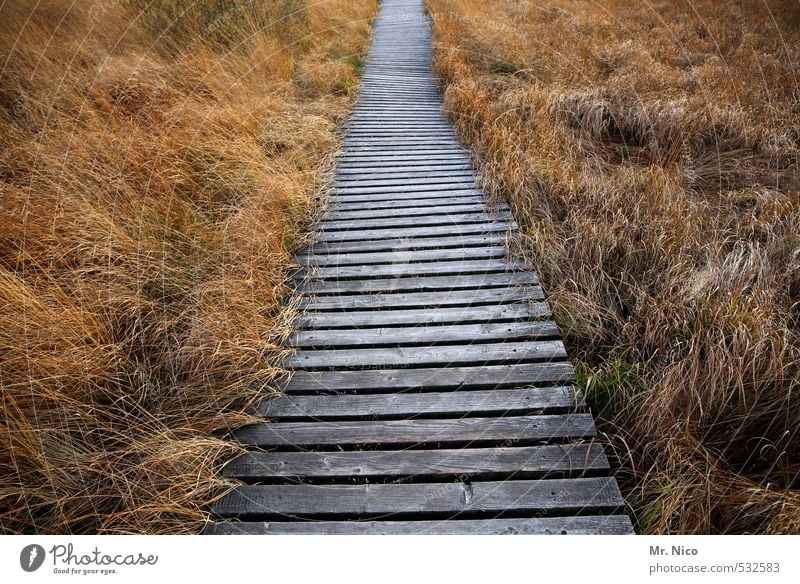 geradeaus Ferien & Urlaub & Reisen Ausflug Ferne Freiheit wandern Umwelt Natur Landschaft Pflanze Gras Moor Sumpf Idylle Einsamkeit Hohes Venn vertrocknet