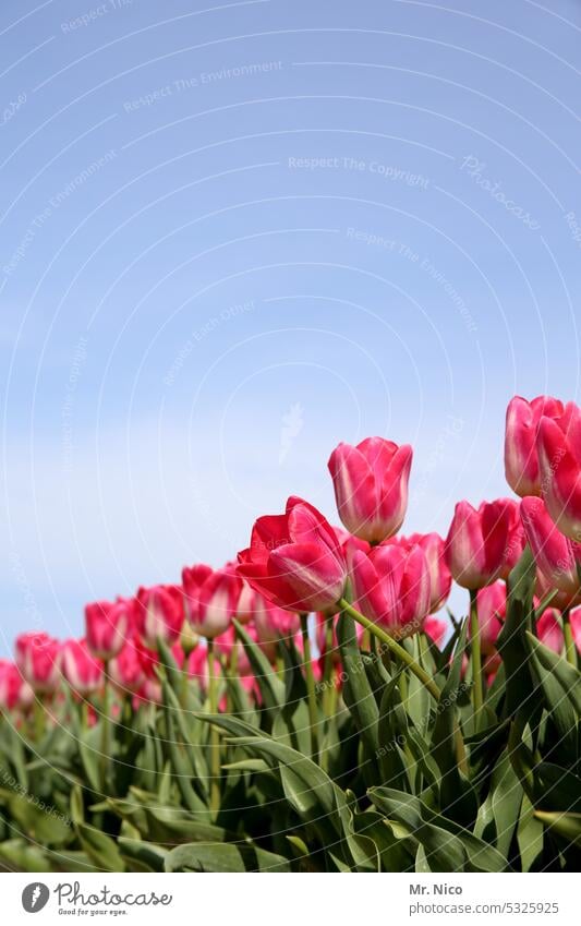 Tulpen farbenprächtig Farbenspiel Blumen Natur Frühlingsgefühle Tulpenzeit farbenfroh Farbenpracht Blüte Tulpenfeld Reihe Tulpenblüte Blühend Frühlingsblume