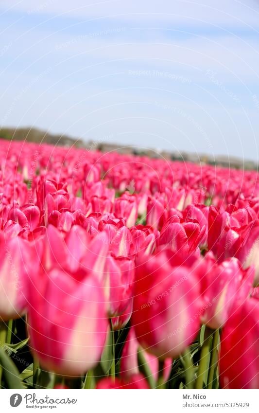 Tulpen farbenprächtig Natur Blumen Frühlingsgefühle Farbenspiel Tulpenzeit Blüte Farbenpracht Reihe Tulpenfeld farbenfroh Tulpenblüte Blumenwiese Blumenfeld rot