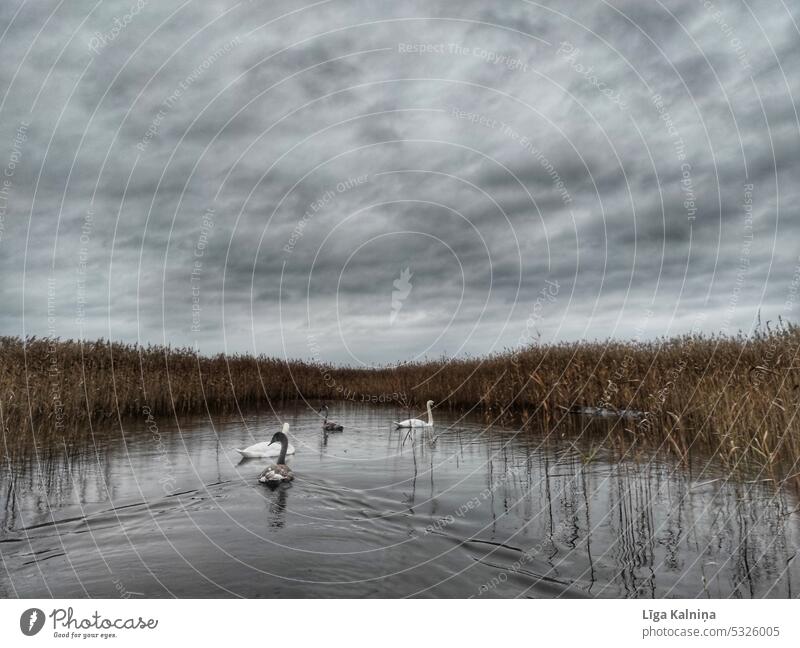 Swans swimming in the lake swans birds Leben mehrfarbig fliegen Natur animals Himmel Feder Tier Vogel feather hen Schnabel poultry rooster cock Kamm cloud