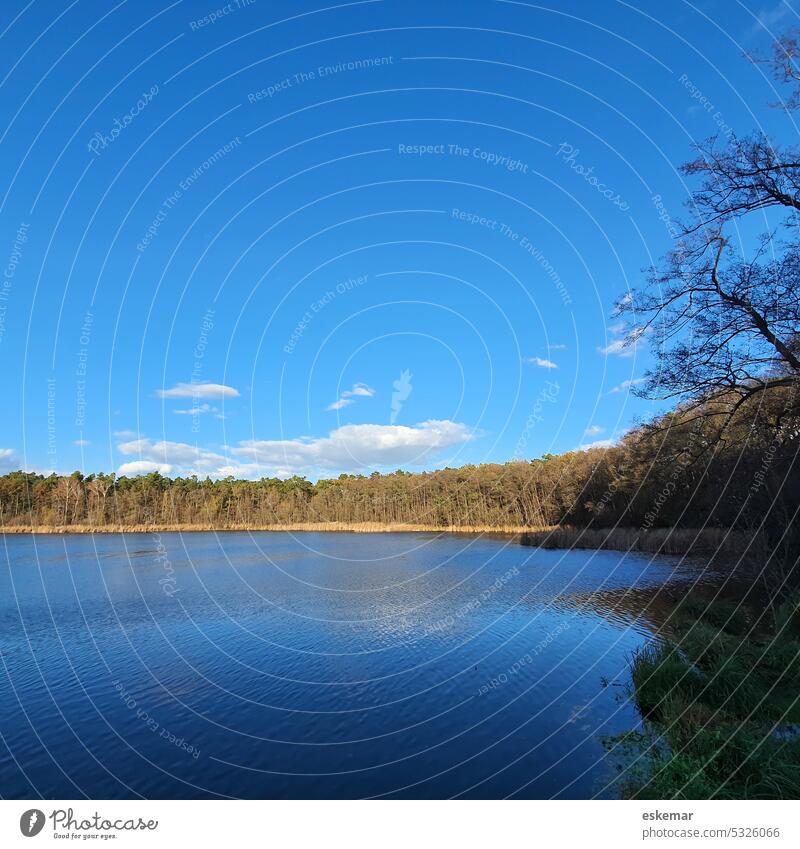 Wupatzsee in Brandenburg See Grünheide Winter Wald menschenleer niemand Textfreiraum schön Spiegelung Wasser Baum ruhig Ruhe Stille Natur Reflexion & Spiegelung