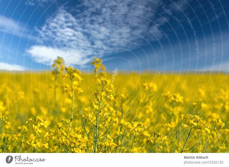 Raps mit gelben Blüten auf dem Rapsfeld. Produkt für Speiseöl und Biokraftstoff Vergewaltigung grün Brennstoff Erdöl Öl Blume Himmel Sommer Ackerbau Schönheit