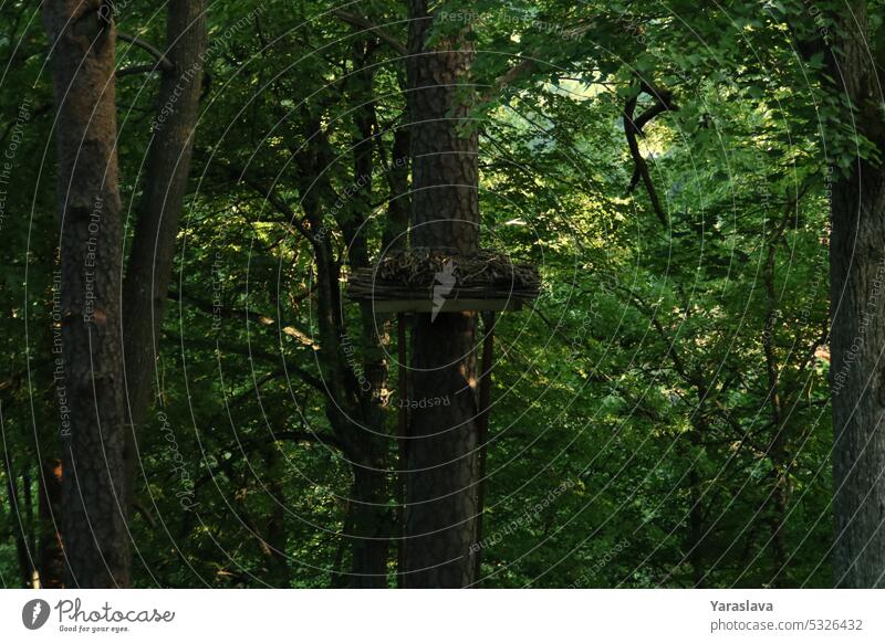 Foto von vielen grünen Bäumen Baum grüne Farbe Phantasie Schatten Herbst Landschaft im Freien Zauberei u. Magie Sonnenlicht Sonnenstrahlen keine Menschen