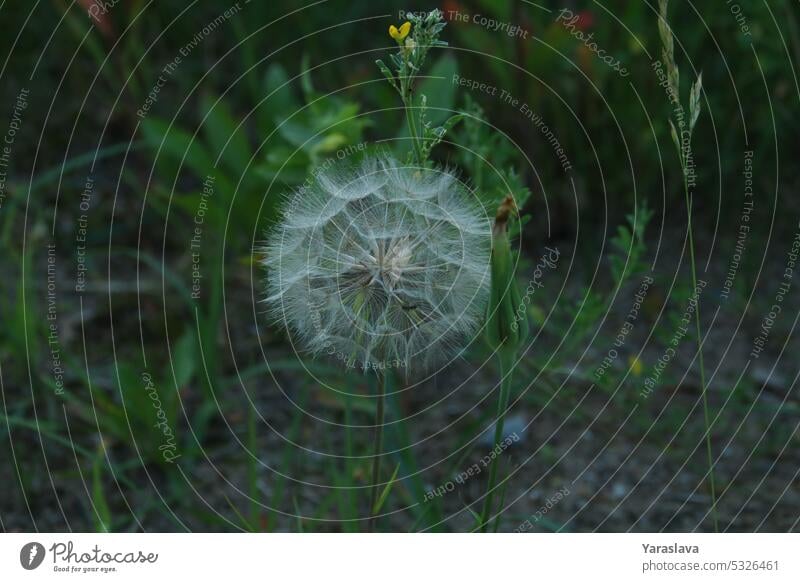 Foto eines Löwenzahns im Gras Natur Pflanze Wind Umwelt Schönheit grün Blüte Wiese Wachstum natürlich Landschaft - Landschaft Löwenzahnsamen Samen saisonbedingt