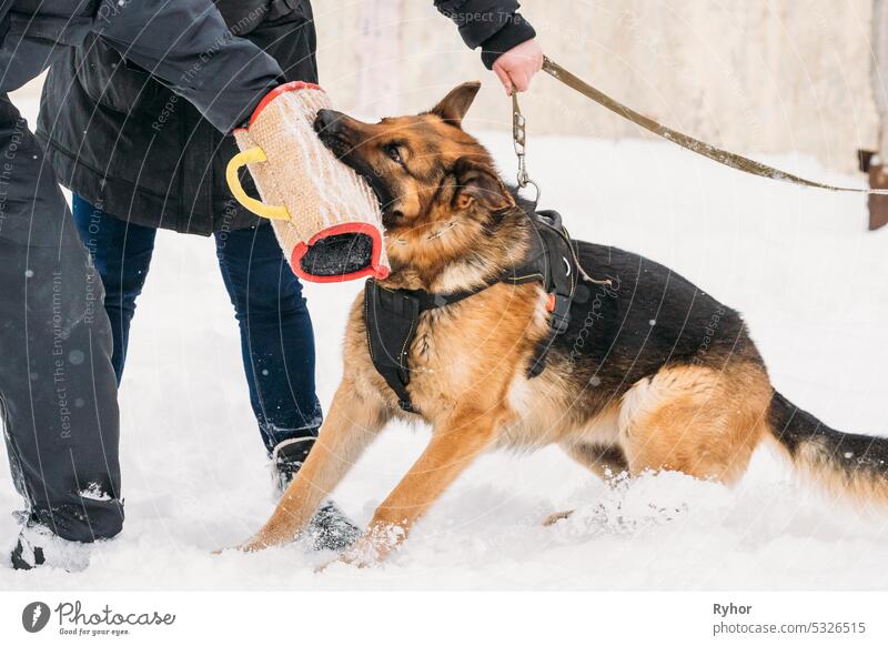 Ausbildung von reinrassigen Deutschen Schäferhund Junghunden oder Elsässer Wolfshunden. Angriff und Verteidigung. Winter Tier Hund Haustier