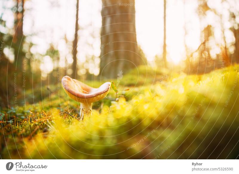 Waldpilz in heller Sonne getränkt. Russula Emetica - Brechwurzel, Emetische Russula, oder Erbrechende Russula. Herbstwald. Bedingt essbarer Pilz gelb Strahlen