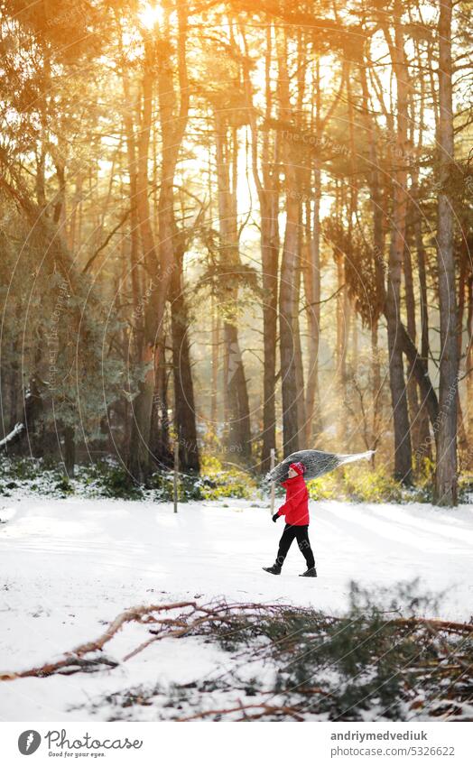 Ein Mann schleppt einen gefällten Baum für Weihnachten und Neujahr. Er geht zum Auto durch den Winterwald. Bild mit selektivem Fokus und Tonung kalt geschnitten