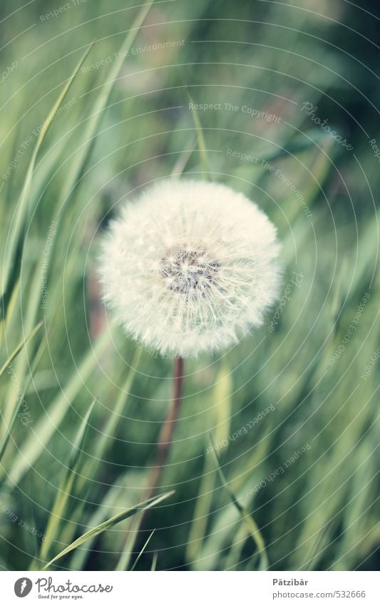 Pusteblume Frühling Sommer Pflanze Löwenzahn Garten Wachstum rund grün Leichtigkeit Farbfoto Unschärfe