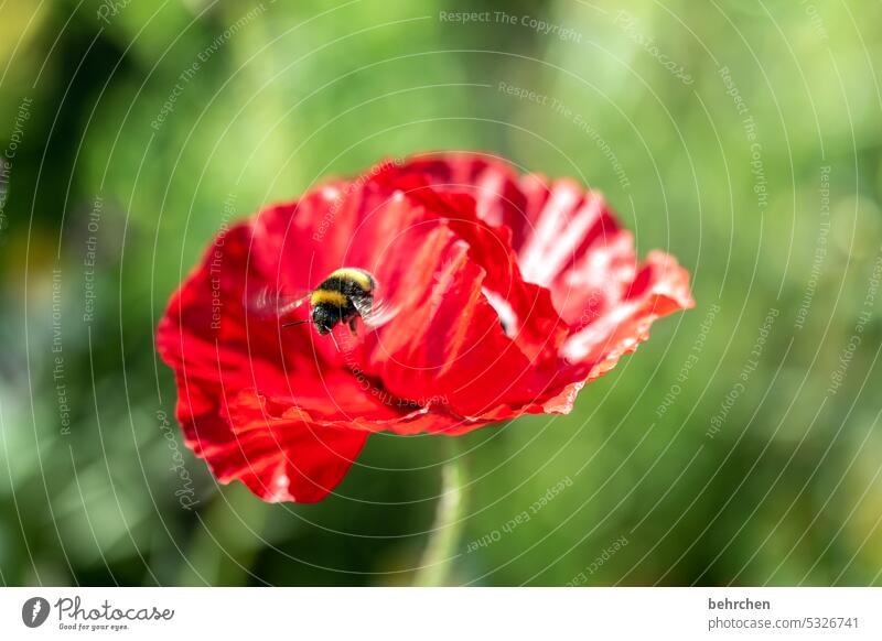 hummel hummel - mohn mohn Nahaufnahme Wiese schön Nutzpflanze Blütenblatt Menschenleer Umwelt Wildpflanze Farbfoto Außenaufnahme rot Pflanze Natur wunderschön