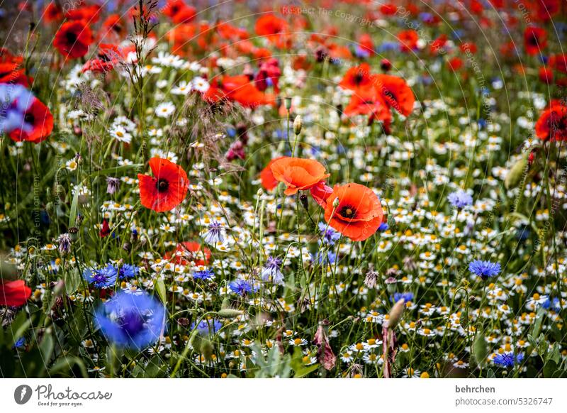 mohnliebelei Kamille Schönes Wetter Menschenleer Blühend prächtig Mohn Mohnblüte Blatt Außenaufnahme schön Garten Unschärfe leuchtend Farbfoto wunderschön rot