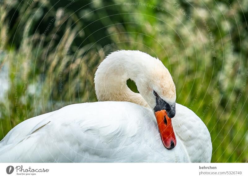 majestätisch Höckerschwan Schwan Gefieder Sonnenlicht Außenaufnahme Farbfoto Tierliebe Vogel fantastisch Nahaufnahme Flügel Tierschutz Tierporträt hübsch Federn