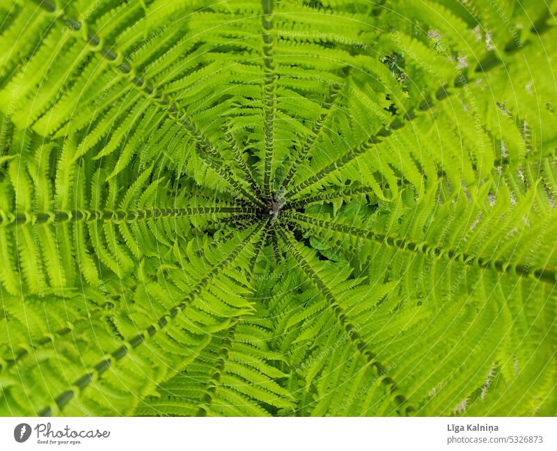 Grüner Farn Vollbild Hintergrund Wurmfarn Natur Pflanze Farnblatt Botanik grün Grünpflanze Blattgrün Detailaufnahme natürlich Wald frisch Wildpflanze Farbfoto