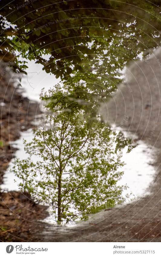 Leben im Wasser Pfütze Spiegelung Baum grün Straße Zweige u. Äste Pflanze Natur trist Blatt Hoffnung Laub Laubwerk Regen Regenwetter Kastanienbaum Birke Wetter