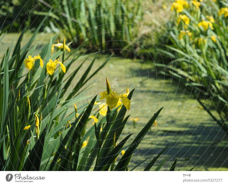 Wasserlilien am Abzugsgraben Pflanze Pflanzen Lilie Lilien Entengrütze Graben Entwässerung Wiese Detailaufnahme Blume Blumen Blüte Blüten grün gelb Natur