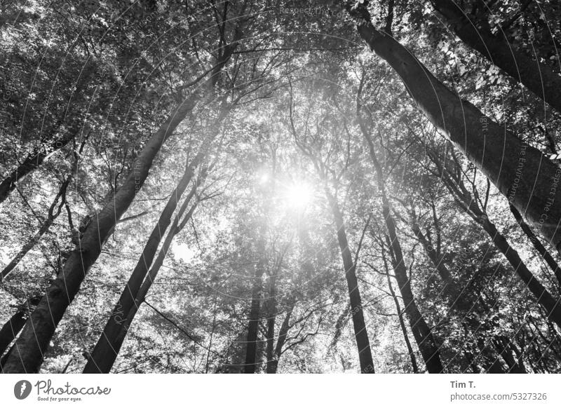 Wald Sonne Sommer Brandenburg s/w Schwarzweißfoto b/w Tag Außenaufnahme b&w Menschenleer ruhig