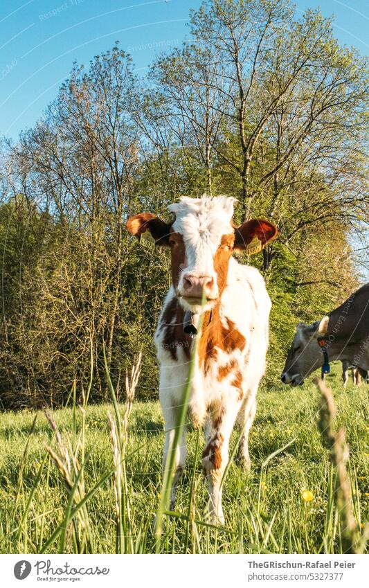 hellbraun, weisse kuh schaut direkt in Kamera Kuh tierportrait Tierportrait niedlich Blick Natur Außenaufnahme Tierporträt Farbfoto Nutztier Glocke Ohren Rind