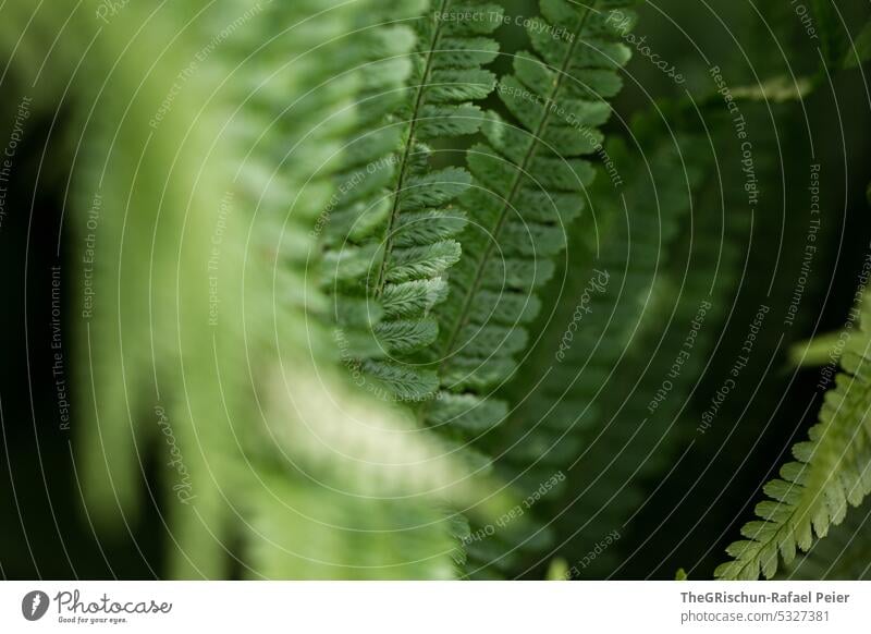 Farn vor schwarzem Hintergrund Blätter Detailaufnahme grün Natur Pflanze Blatt Grünpflanze Außenaufnahme Farnblatt natürlich Umwelt Wildpflanze