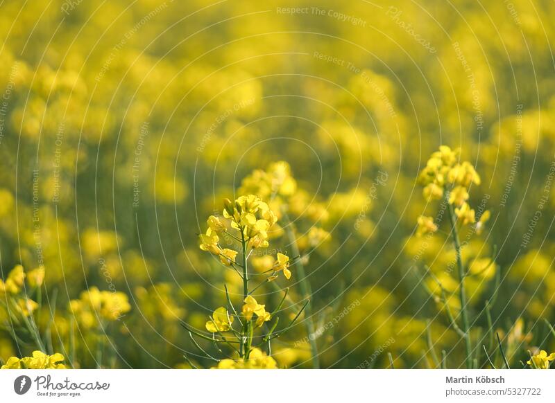 Raps mit gelben Blüten auf dem Rapsfeld. Produkt für Speiseöl und Biokraftstoff Vergewaltigung grün Brennstoff Erdöl Öl Blume Himmel Sommer Ackerbau Schönheit