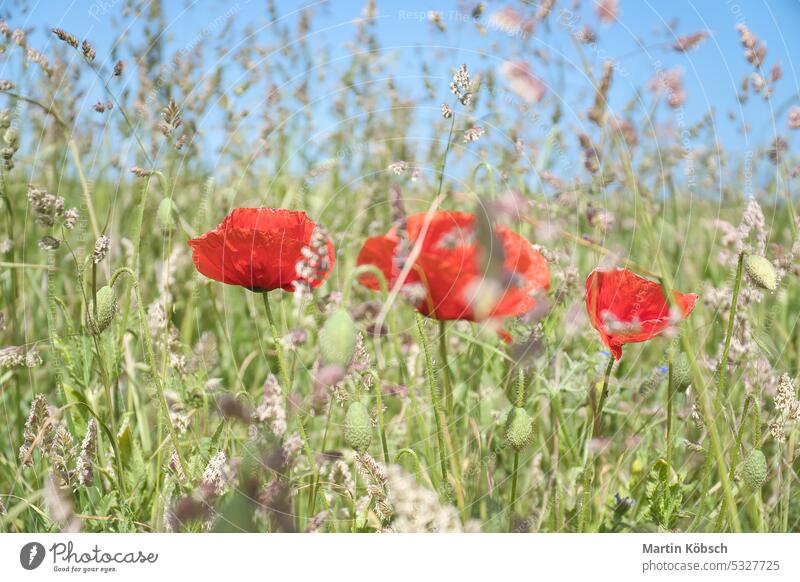 Mohnblumen verträumt im Maisfeld. Rote Blütenblätter im grünen Feld. Landwirtschaft am Straßenrand Korn Weizen Wiese Himmel rot Natur Ackerbau Bodenbearbeitung