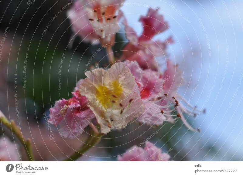 Kastanienblüte ganz nah | gelb-rosa-rot | klein, zart und schön. Blüte Frühling Pflanze Nahaufnahme in voller blüte Pollen Detailaufnahme Natur Blütenblatt