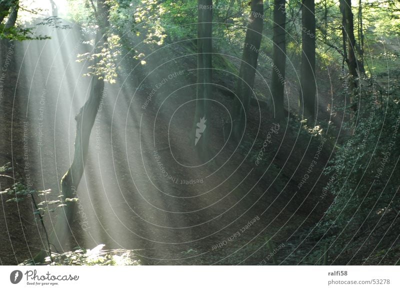 Lichtschleier Nebel Wald Sonnenaufgang Baum Morgen