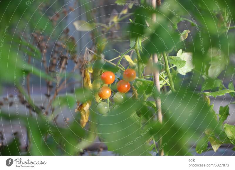 Bald ist es wieder soweit: Cocktailtomaten reifen im eigenen Garten heran. Tomaten Lebensmittel Ernährung Bioprodukte frisch Vegetarische Ernährung