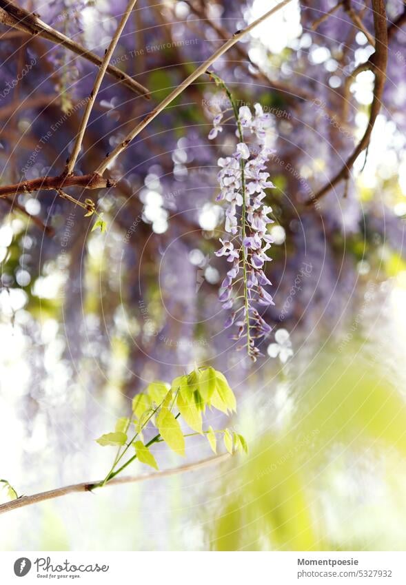 Blauregen Pflanze violett Natur Frühling blühen lila Blüten Kletterpflanze Außenaufnahme Garten Blume Tageslicht natürlich blühend grün schön Blumen Lila