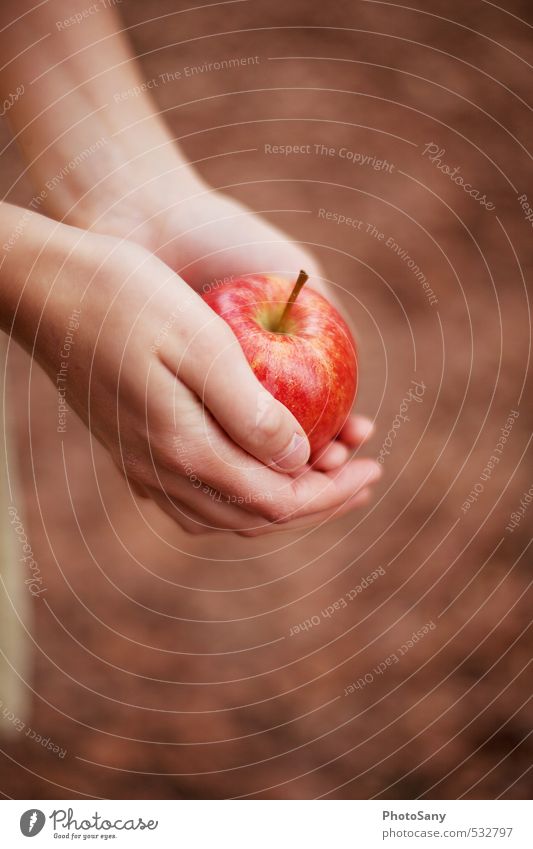 Ist es Schneewittchen? Apfel Haut Hand Finger 1 Mensch lecker schön braun rot Märchen herbstlich Farbfoto Außenaufnahme Tag Unschärfe Vogelperspektive