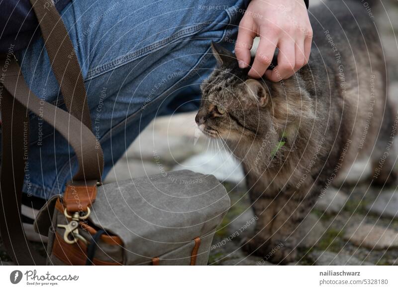 Katze Blick Schnurrhaar Säugetier Kater Tierliebe beobachten Neugier Farbfoto Wachsamkeit niedlich Fell Tiergesicht Hauskatze Tierporträt Wildkatze