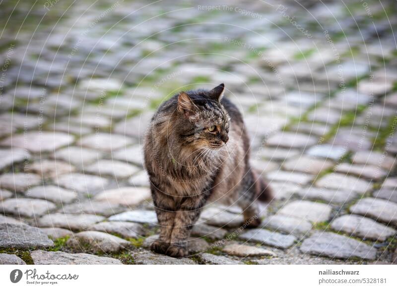 Katze Blick Schnurrhaar Säugetier Kater Tierliebe beobachten Neugier Farbfoto Wachsamkeit niedlich Fell Tiergesicht Hauskatze Tierporträt Wildkatze