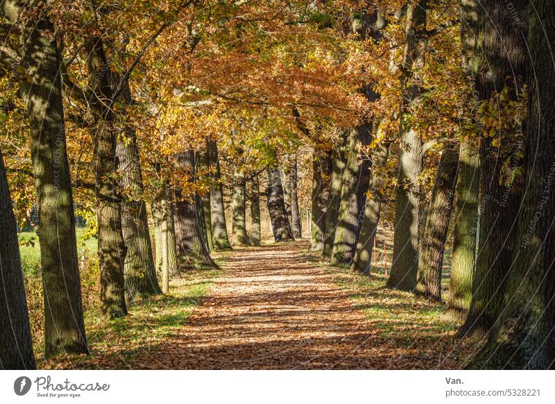 Allee(s) leuchtet Bäume Pflanze Weg Pfad Laubbaum Laubwerk Sonnenlicht leuchten Natur Menschenleer Außenaufnahme Waldweg Spaziergang ruhig Herbst Wege & Pfade