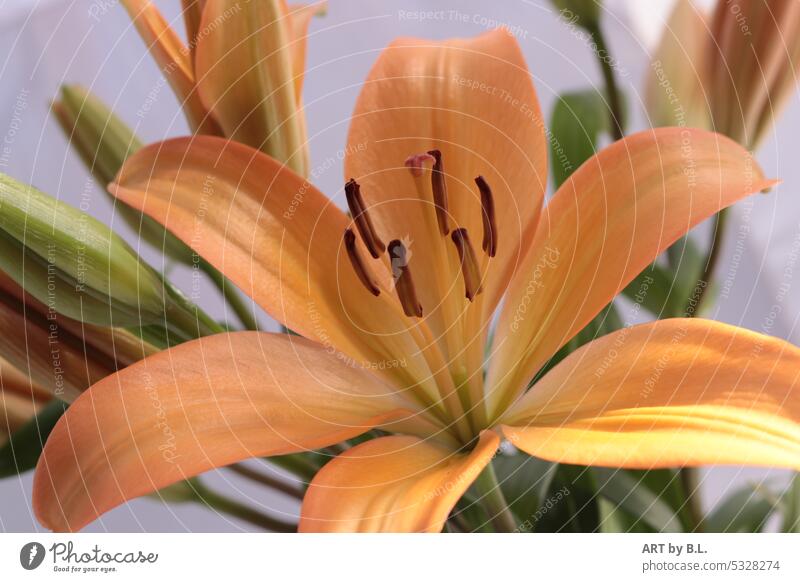 Lilie in voller Blüte lilienknospe knospengrün rosa blätter blatt ohne menschen blumig blütenblätter lilienblüte lilienblätter makro flora floral edel zart