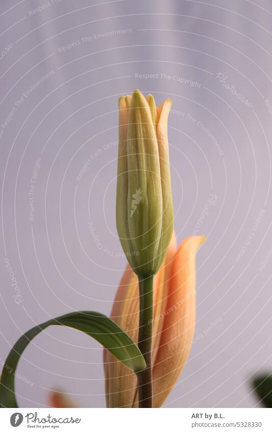 Fast wie eine Kerze gartenzeitung deko rosa grün knospengrün minimal blumig ohne menschen blütenblätter lilienblüte lilienblätter floral lielienknospe edel zart