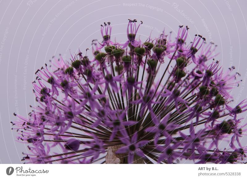 Zierlauch blüht auf wunder der Natur nahaufnahme garten ausschnitt Lauch jahreszeit makro blume allium zierlauch viel samen viele samen ganz viele samen