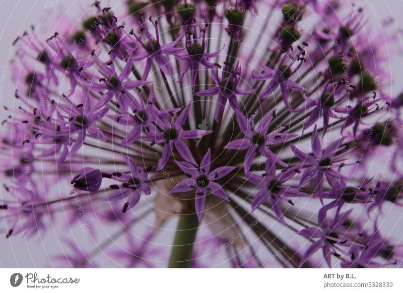 Wie im Himmel filigran samen blume Lauch makro viel zierlauch ganz viele samen allium wunder jahreszeit garten ausschnitt nahaufnahme wunder der Natur