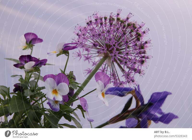 Blütenzauber wunder blüten blumen garten lauch zierlauch allium Makro nahaufnahme samen samenkapseln gartenzeitung gärtnerei Iris blau lila weiß grün gelb