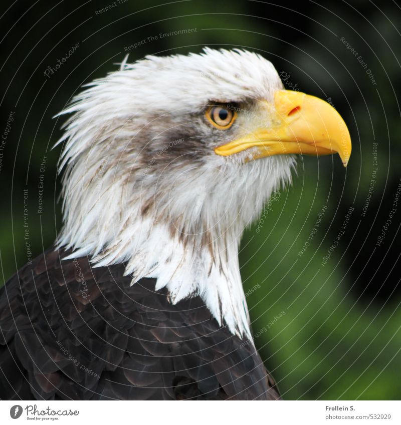 Pleitegeier? Tier Vogel Greifvogel Seeadler Schnabel Feder Auge Kopf Weisskopfseeadler 1 braun gelb weiß Mut Wachsamkeit Stolz Adler Farbfoto Außenaufnahme Tag