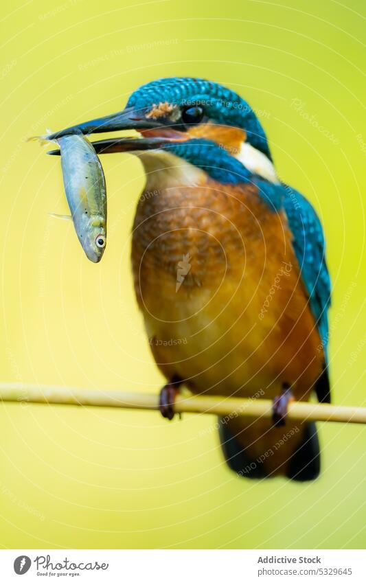 Bunter Eisvogel auf Ast mit Fisch im Schnabel Vogel Eisvögel Ornithologie Zweig Natur Pflanze farbenfroh Gefieder Fauna Tierwelt wild Kreatur Lebensraum Umwelt