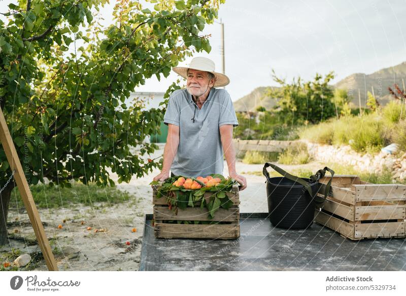 Senior-Bauer mit frischen Pfirsichen im Garten Mann Gärtner Ernte Frucht Landwirt Ackerbau reif Kasten kultivieren männlich stehen gealtert Ackerland Vitamin